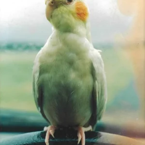 Photograph of Spunk 1980's 001